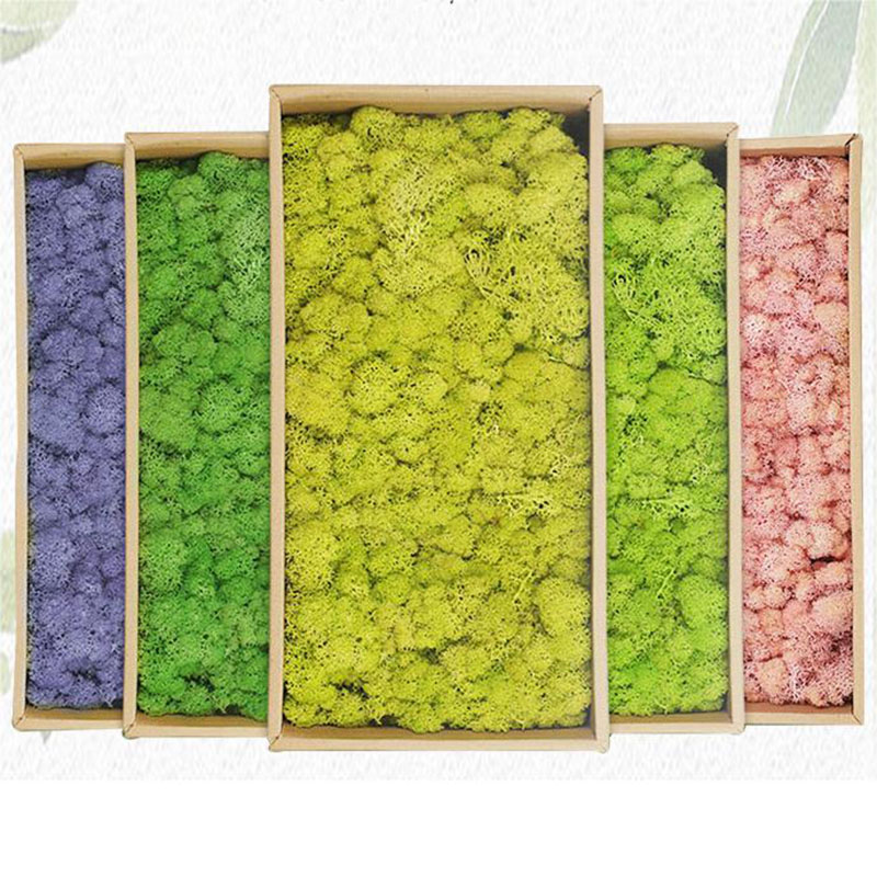 人工苔,20g,ミニの永遠の生地,偽の草,DIYの手工芸品, - Sphagnum Moss Dry のレビューと価格