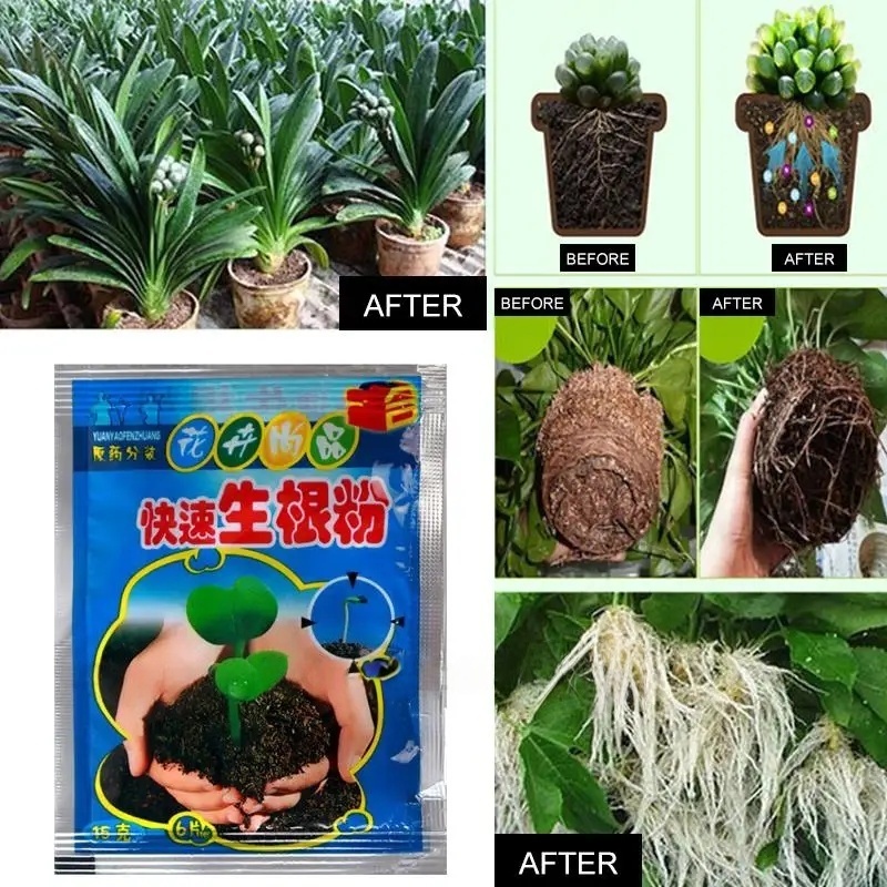 5 個の急速発根粉末植物急速発根剤ホルモン成長根苗発芽ほとん - Root Stimulator Liquid のレビューと価格